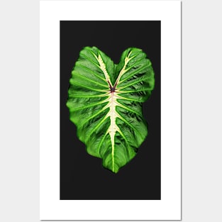 COLOCASIA WHITE LAVA Posters and Art